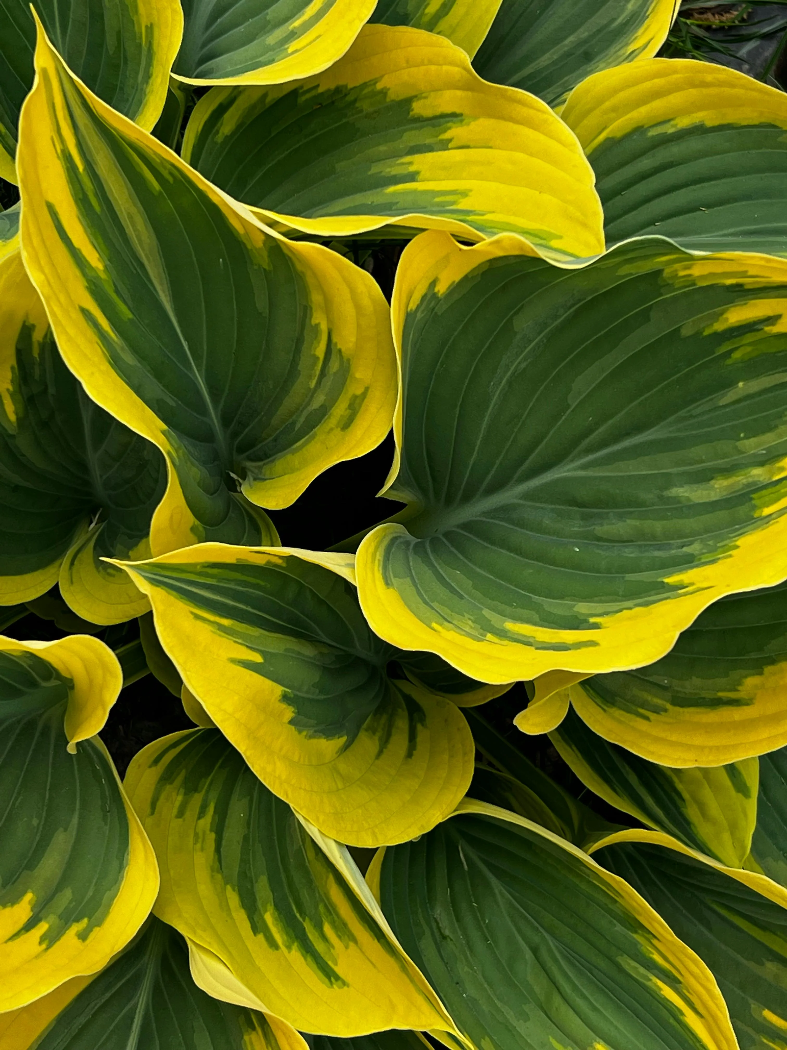 Hosta - Lucky Mouse, 1 Pack - Image 2
