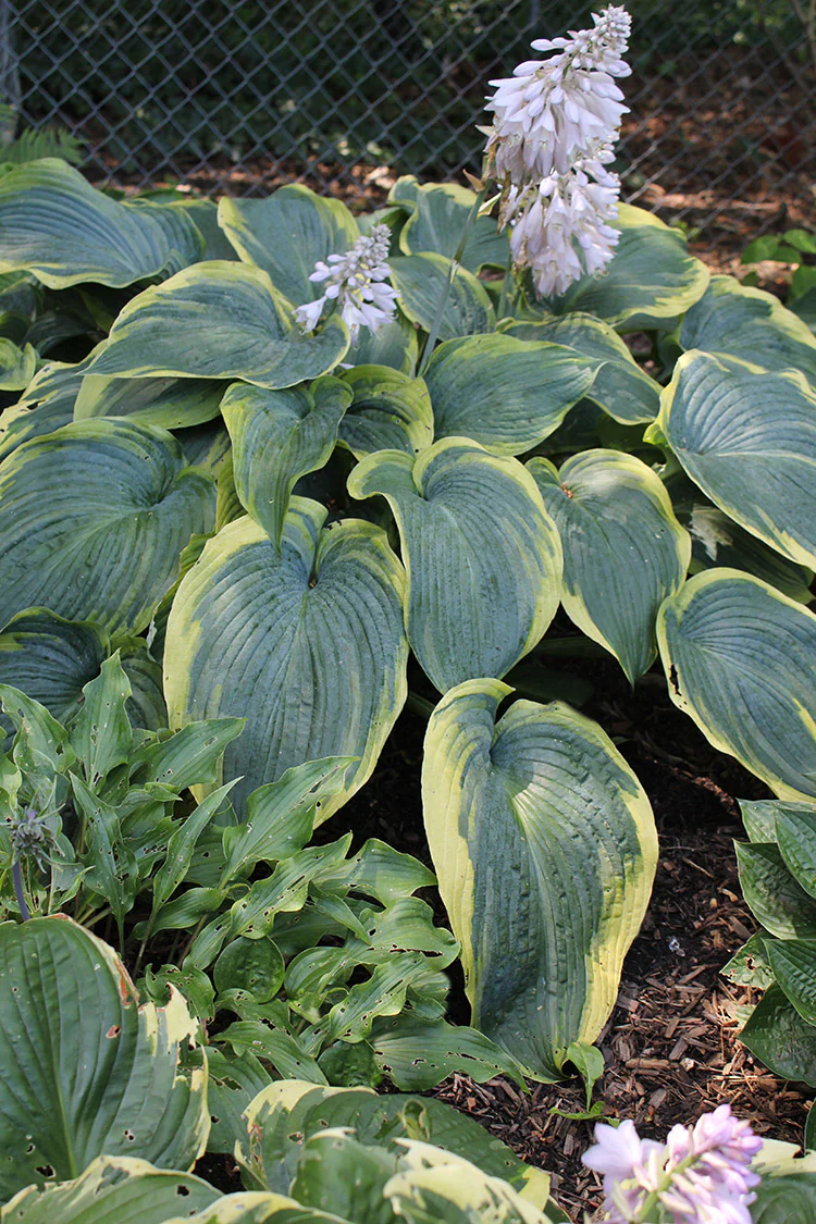 Hosta - Megan's Angel, 1 Pack - Image 2