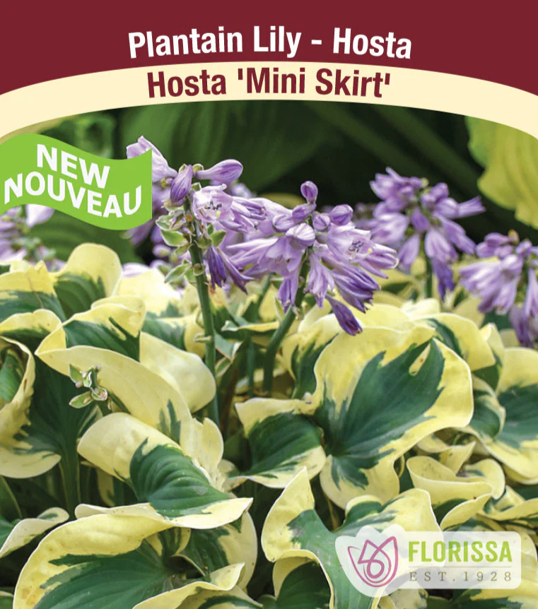 Hosta - Mini Skirt, 1 Pack