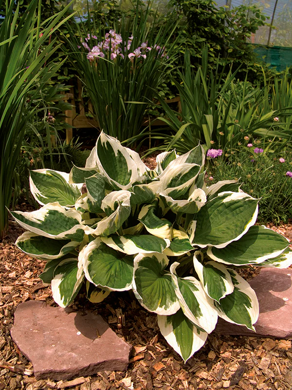 Hosta - Minuteman, 1 Pack - Image 2