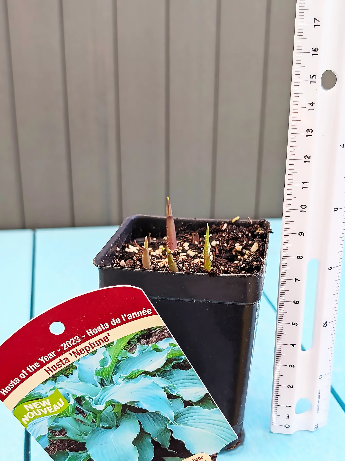 Hosta - Neptune, 1 Pack - Image 2