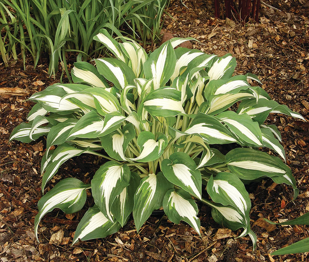 Hosta - Night Before Christmas, 1 Pack - Image 2