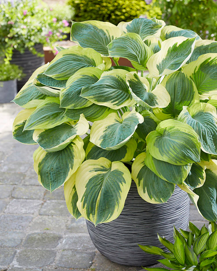 Hosta - Orion's Belt, 1 Pack - Image 2