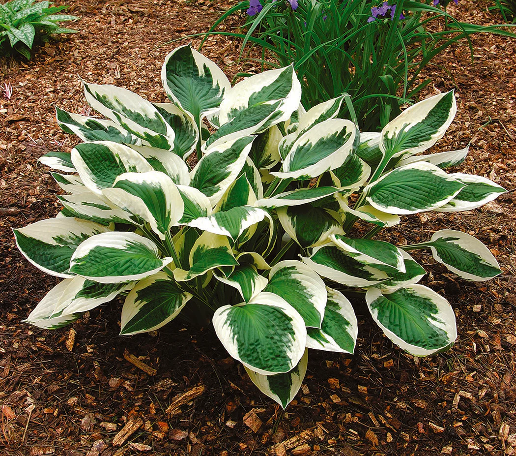 Hosta - Patriot, 1 Pack - Image 2