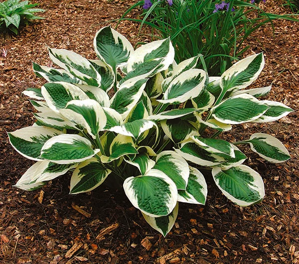 Hosta - Patriot, 1 Pack - Image 3
