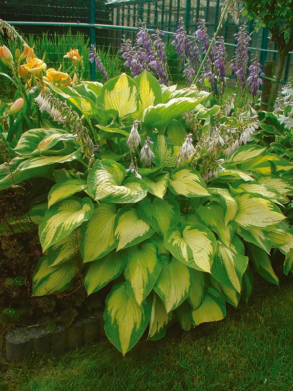 Hosta - Paul's Glory, 1 Pack - Image 2