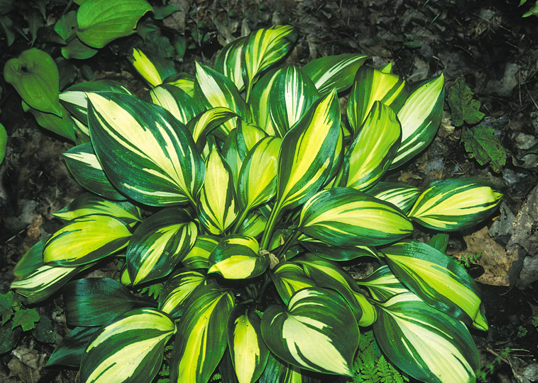 Hosta - Rainbows End, 1 Pack - Image 2