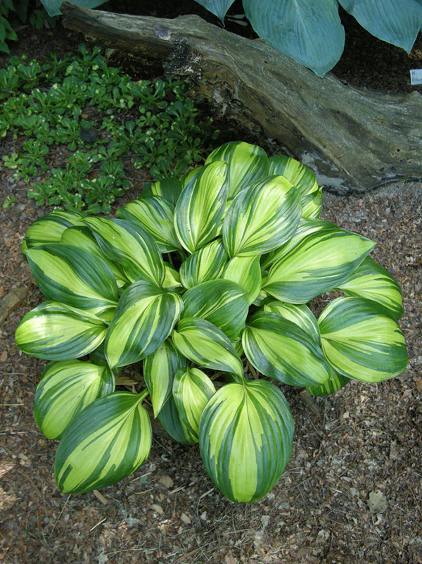 Hosta - Rainbows End, 1 Pack - Image 3