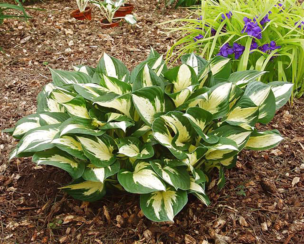 Hosta - Revolution, 1 Pack - Image 2