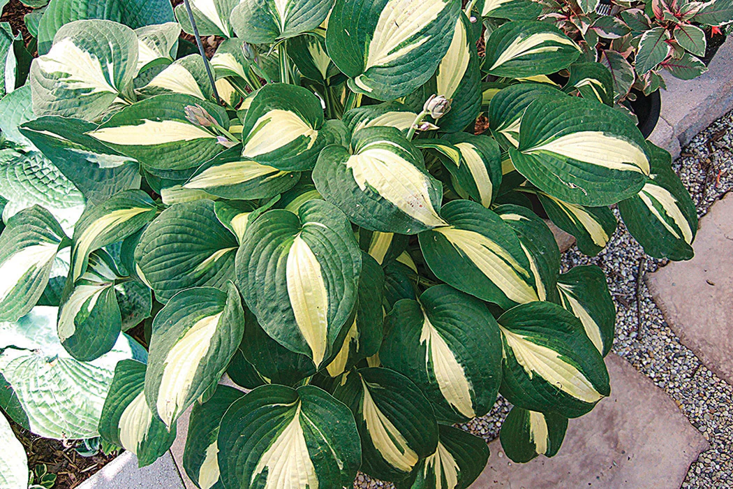 Hosta - Rootin Tootin, 1 Pack - Image 2