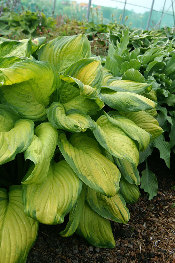 Hosta - Stained Glass, 1 Pack - Image 2
