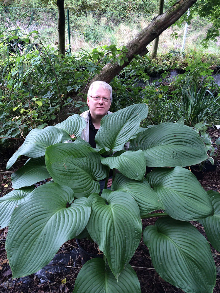 Hosta - T Rex, 1 Pack - Image 2