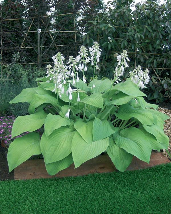 Hosta - T Rex, 1 Pack - Image 3