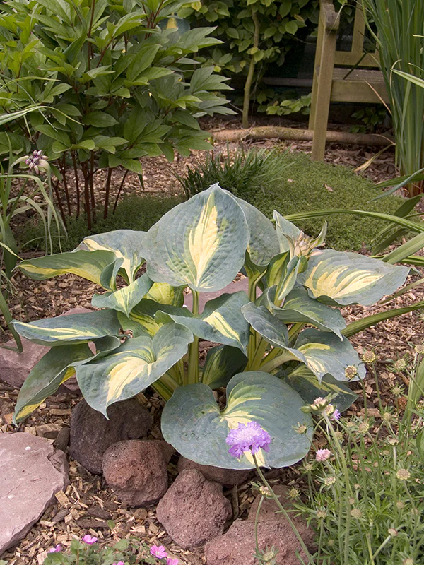 Hosta - Thunderbolt, 1 Pack - Image 3