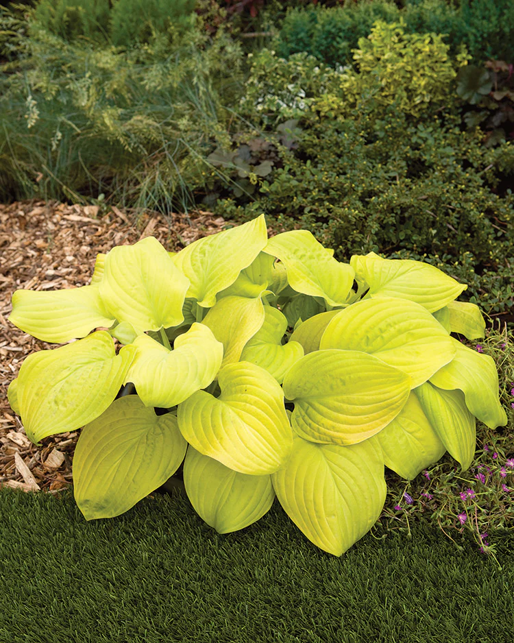 Hosta - Tortilla Chip, 1 Pack - Image 2
