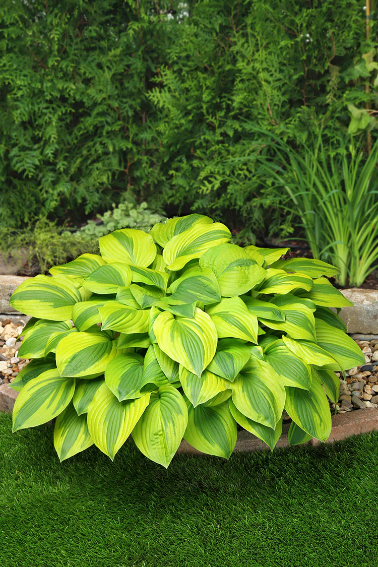 Hosta - Velvet Moon, 1 Pack - Image 2