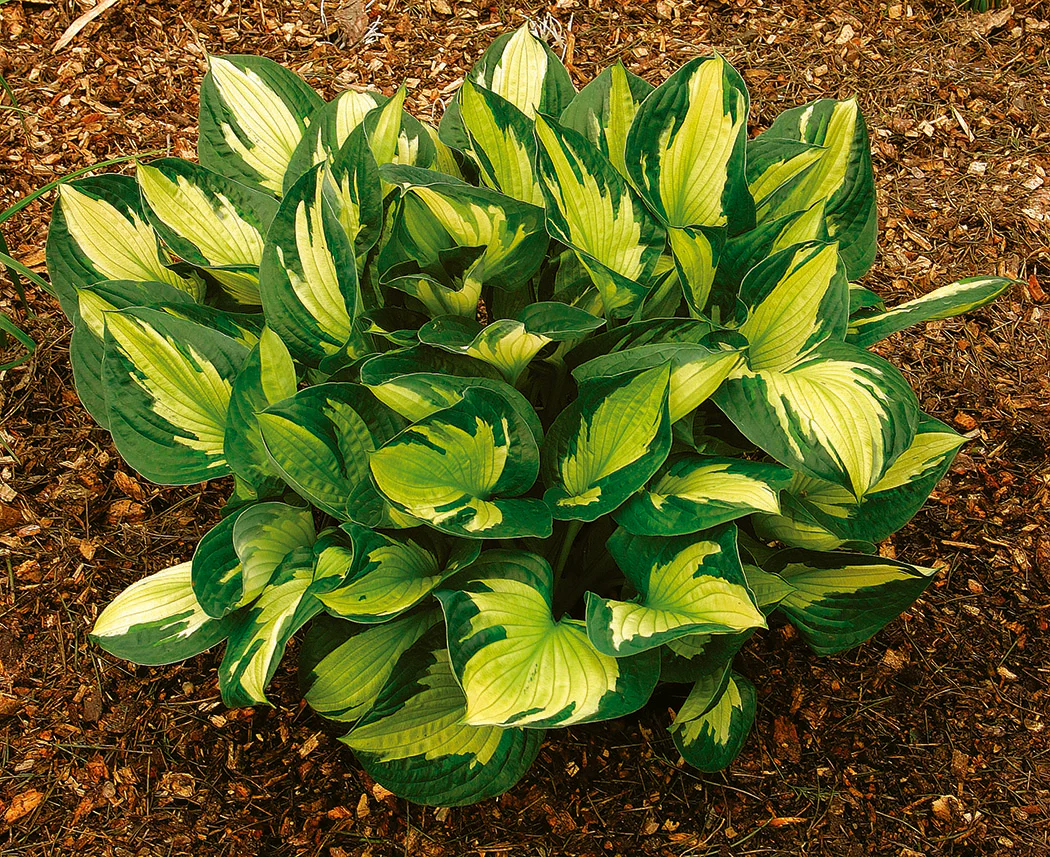 Hosta - Whirlwind, 1 Pack - Image 2
