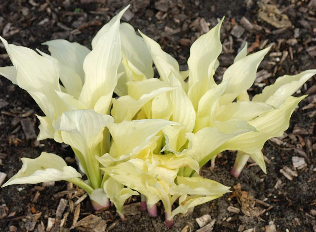 Hosta - White Feather, 1 Pack - Image 2