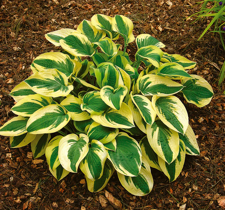 Hosta - Wide Brim, 1 Pack - Image 2
