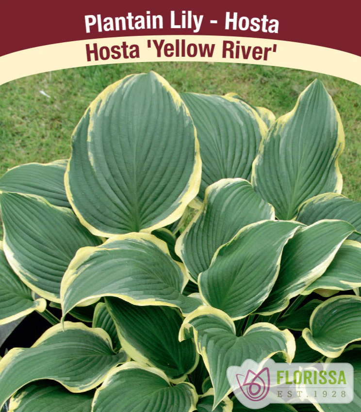 Hosta - Yellow River, 1 Pack
