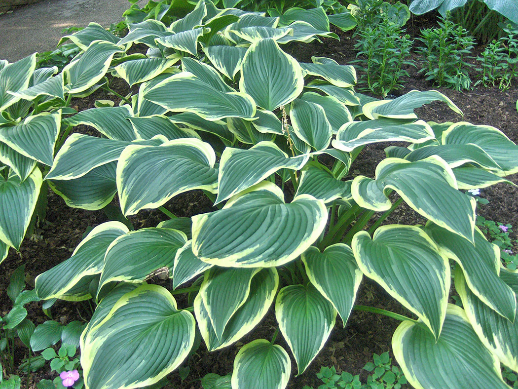 Hosta - Yellow River, 1 Pack - Image 2