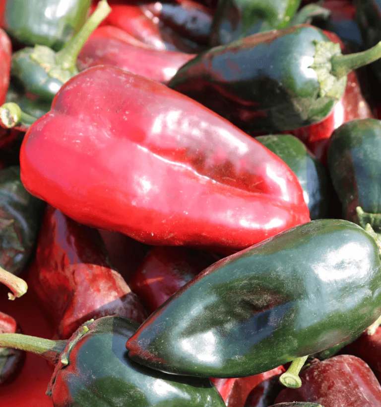 Hot Pepper Carranza Ancho Poblano - Ontario Seed Company