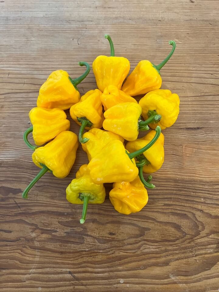 Hot Pepper Scotch Bonnet Yellow - Ontario Seed Company