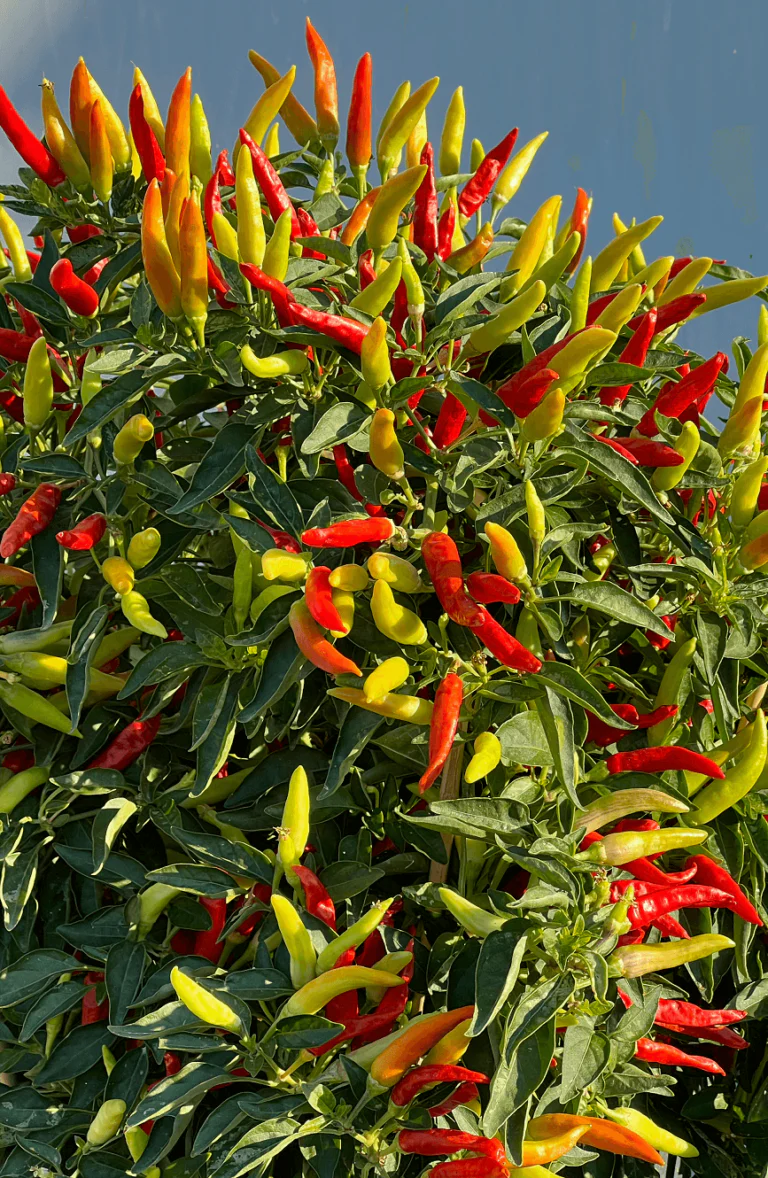 Hot Pepper Tabasco - Ontario Seed Company