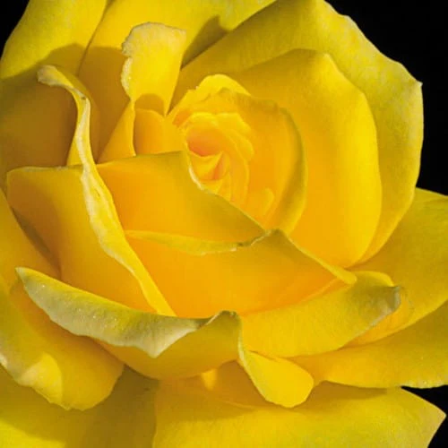 Hotel California - Weeks Rose - Image 2
