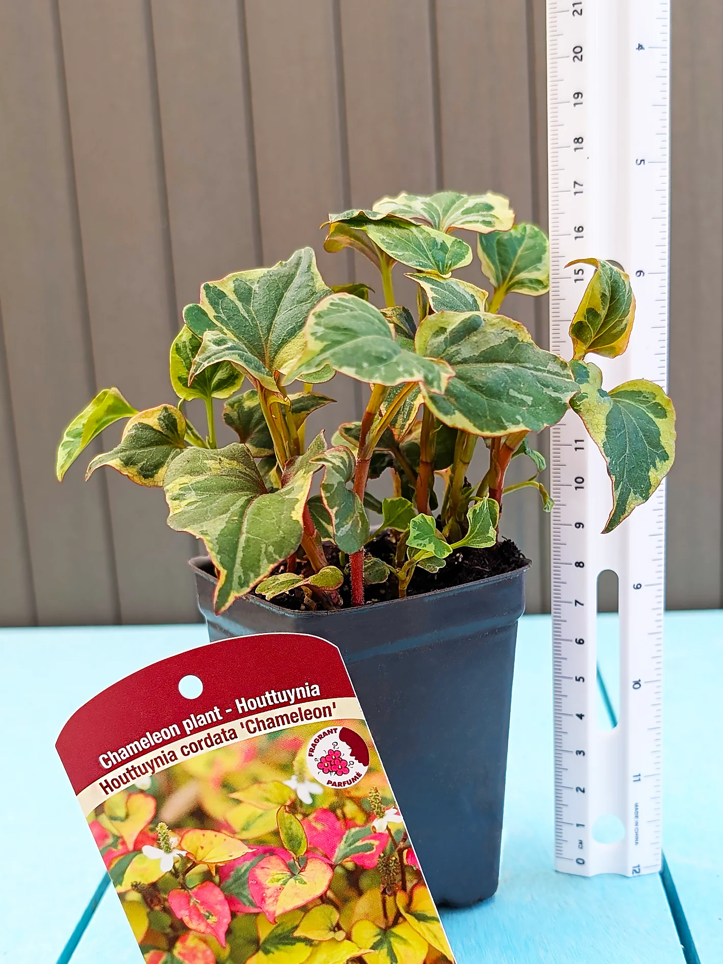 Houttuynia Cordata - Chameleon, 1 Pack - Image 3