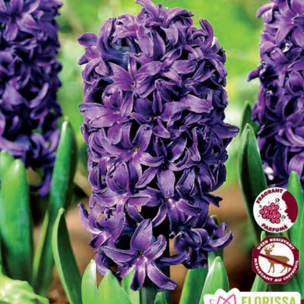 Hyacinth - Aida, 4 Pack - Image 2