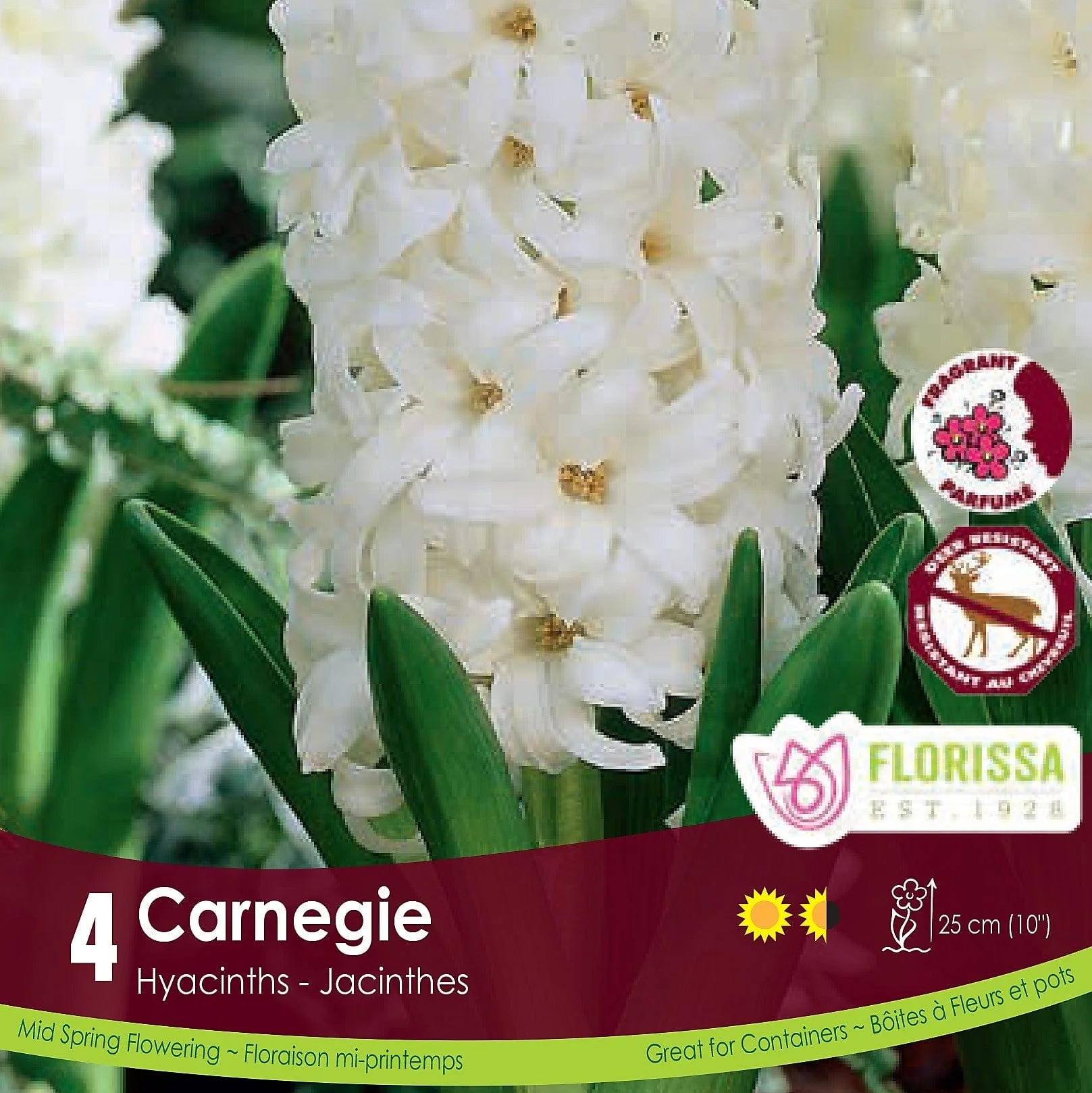 Hyacinth - Carnegie, 4 Pack