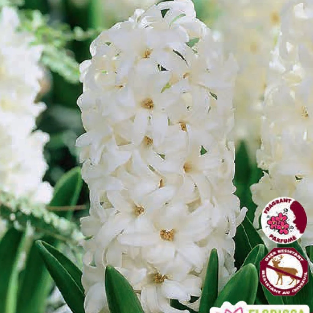 Hyacinth - Carnegie, 4 Pack - Image 2