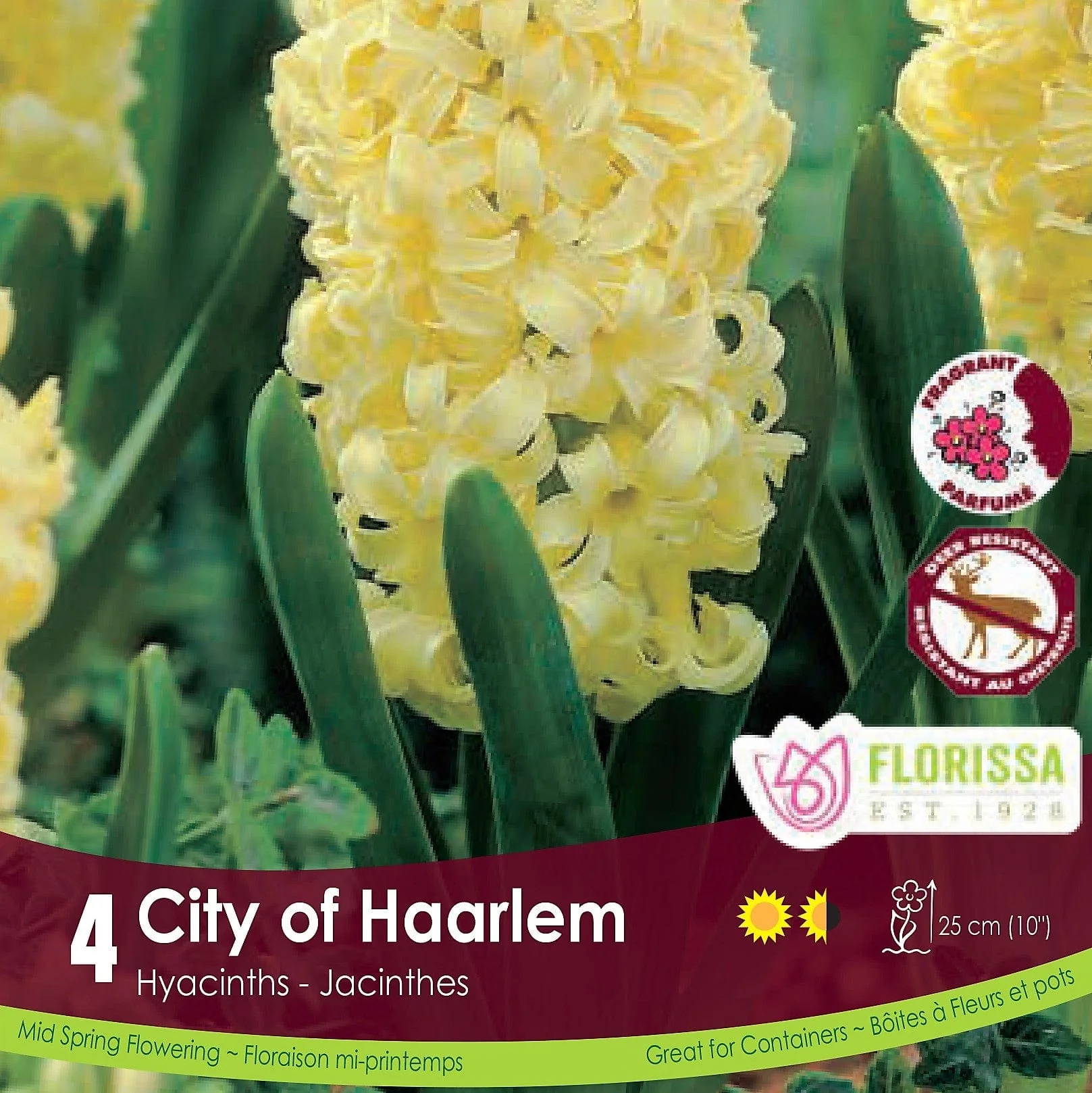 Hyacinth - City of Haarlem, 4 Pack