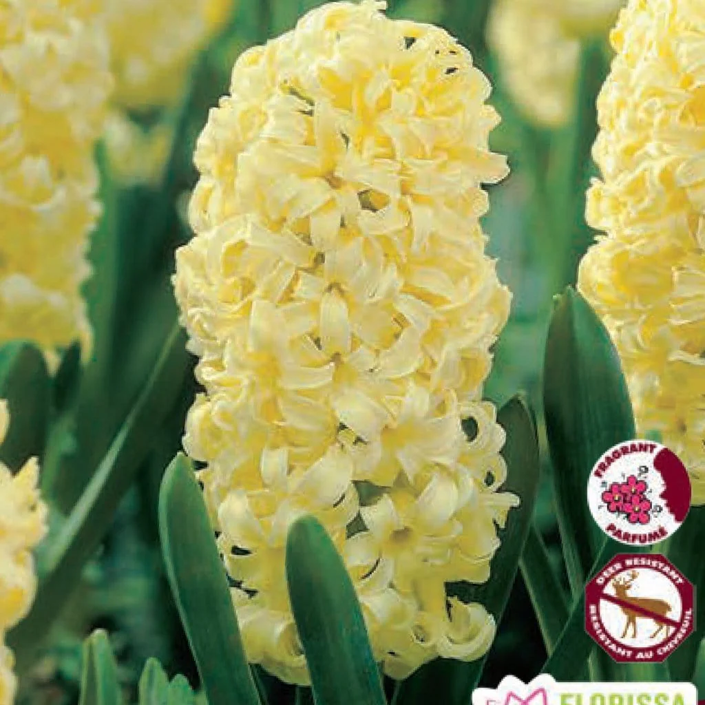 Hyacinth - City of Haarlem, 4 Pack - Image 2