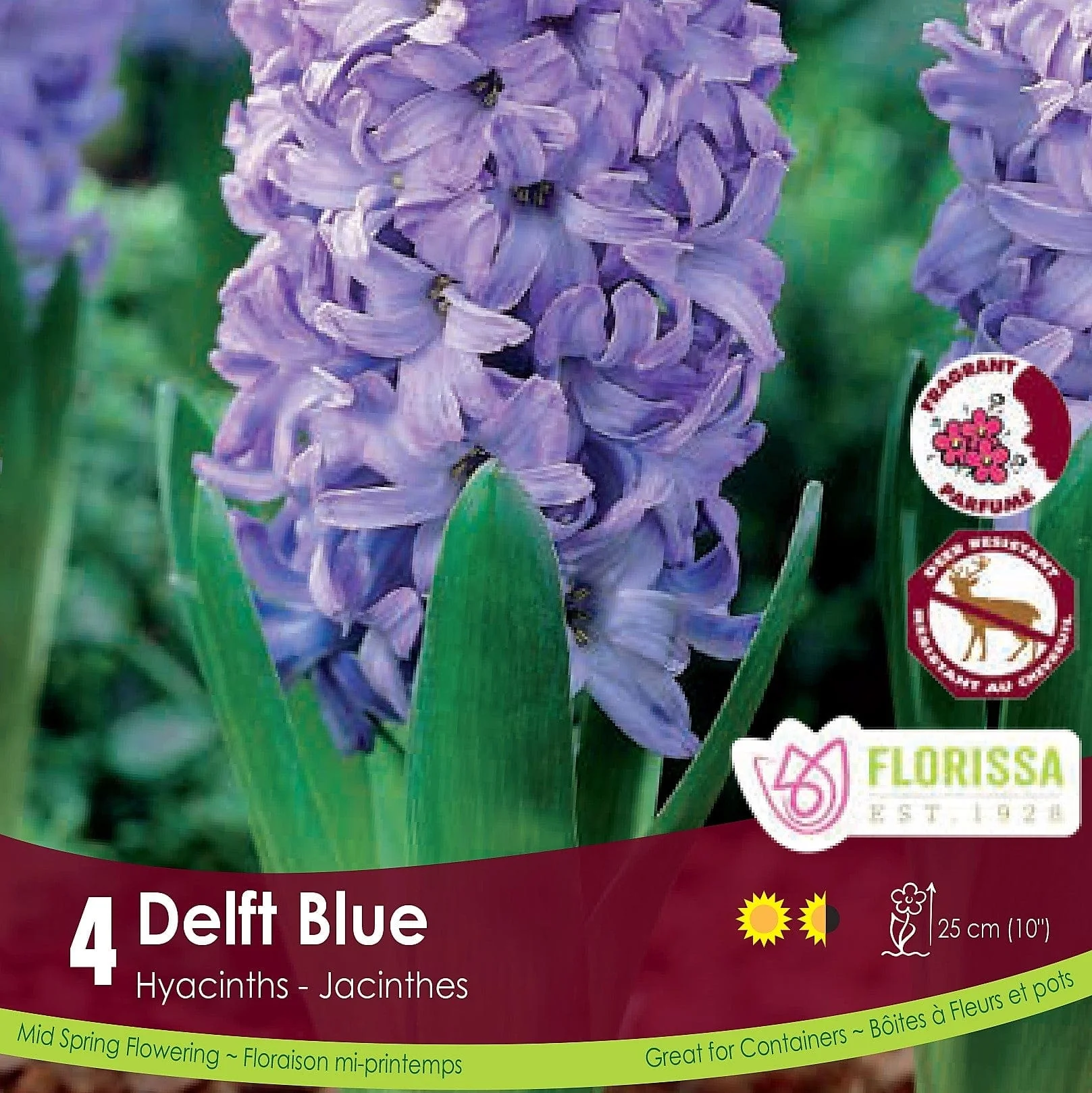 Hyacinth - Delft Blue, 4 Pack