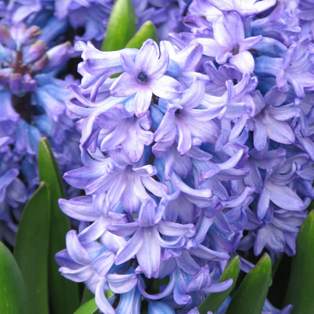 Hyacinth - Delft Blue, 4 Pack - Image 2