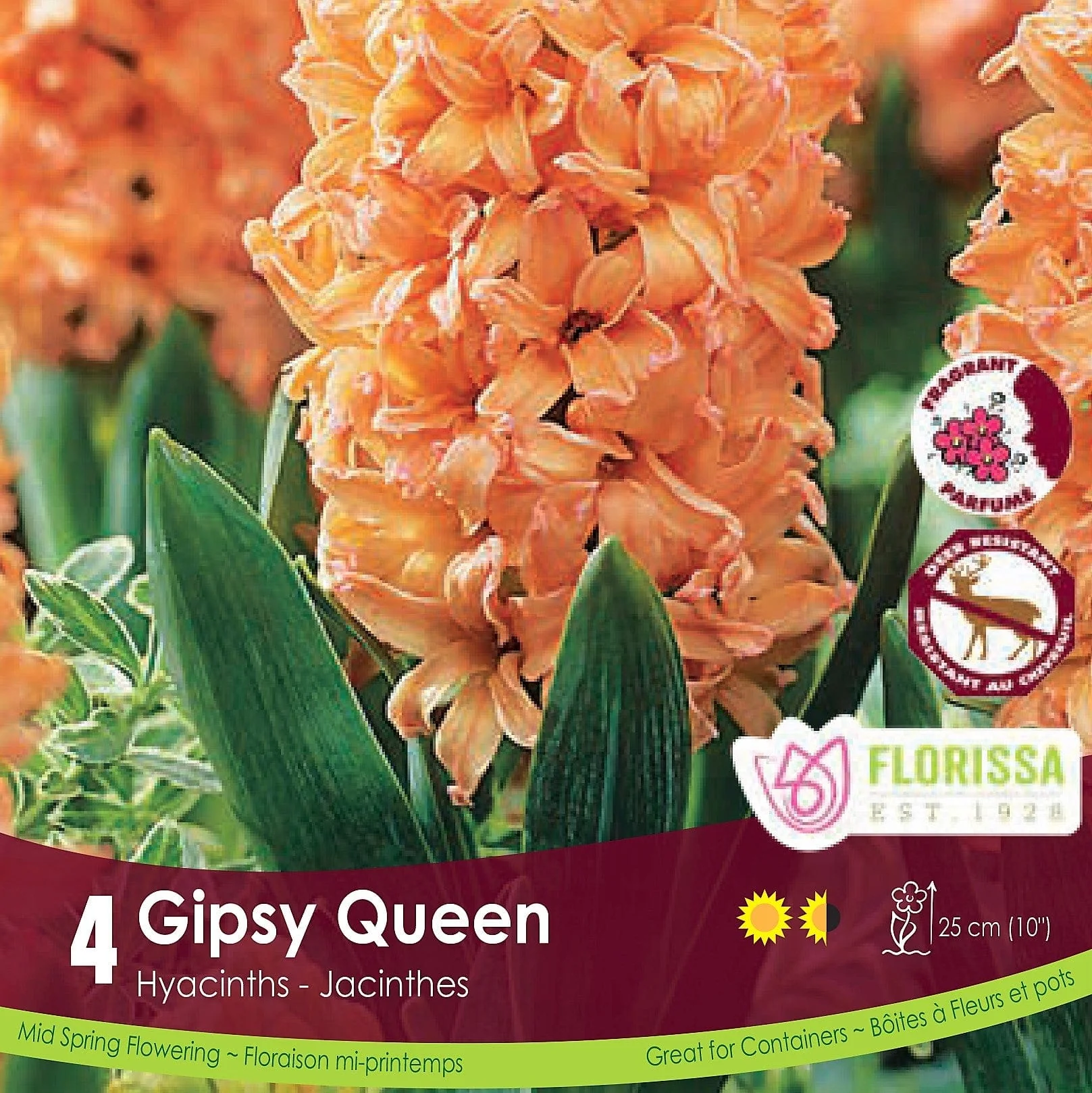 Hyacinth - Gipsy Queen, 4 Pack