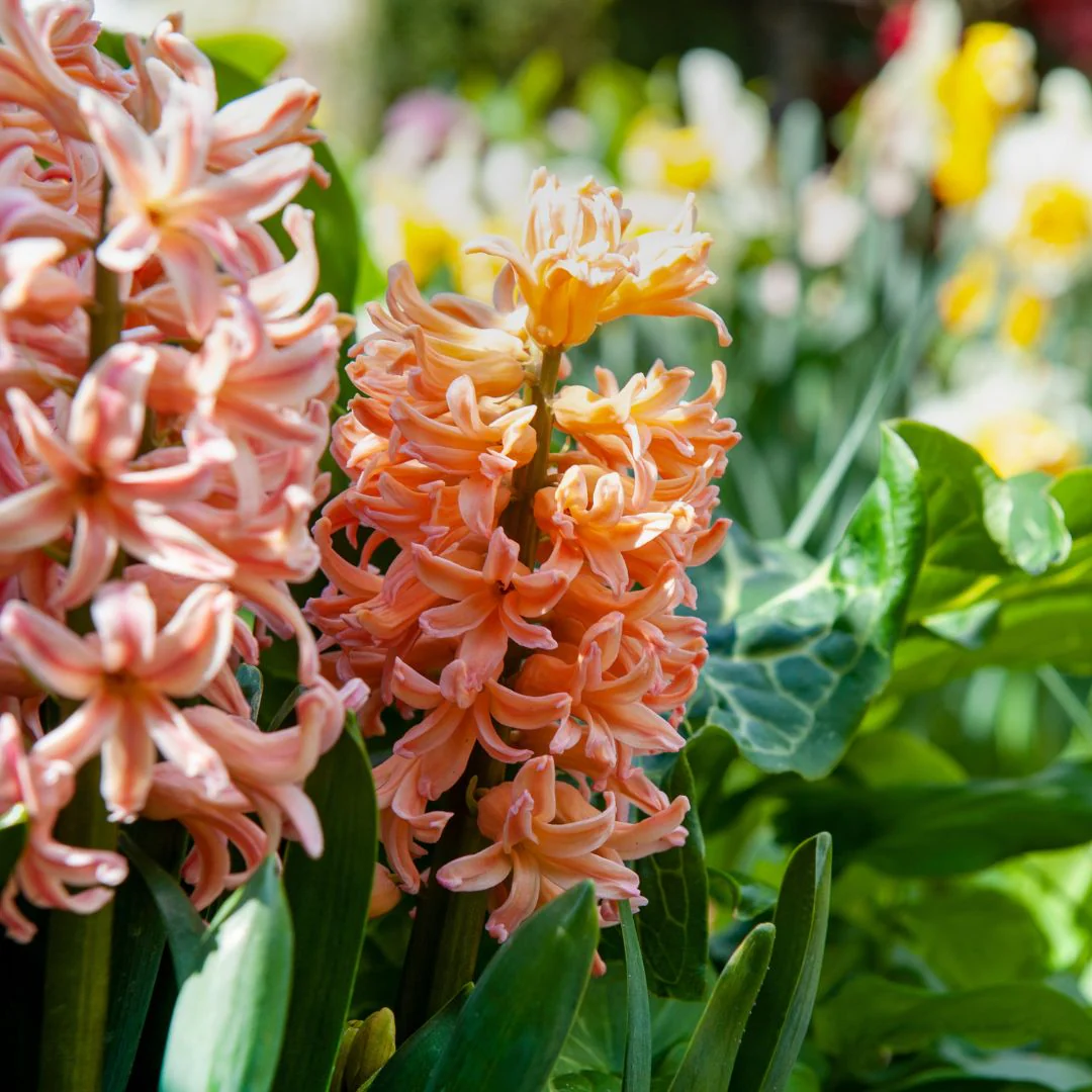 Hyacinth - Gipsy Queen, 4 Pack - Image 2