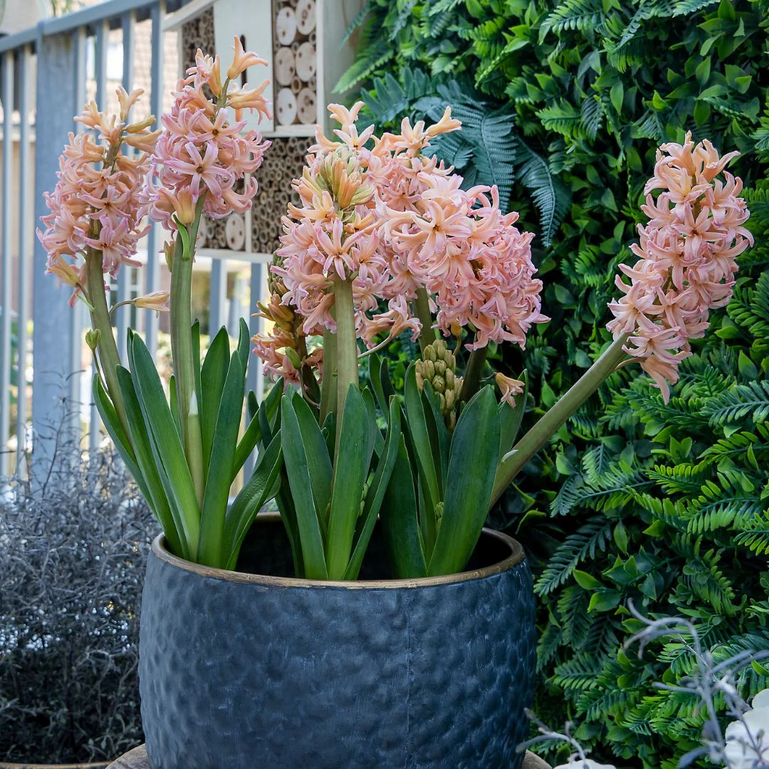 Hyacinth - Gipsy Queen, 4 Pack - Image 3