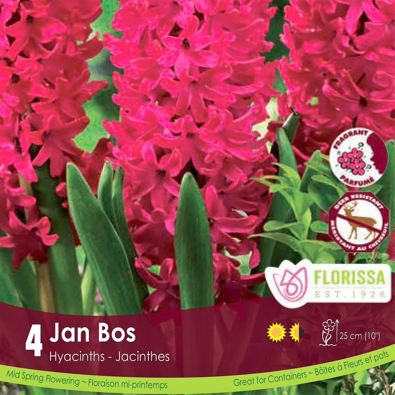 Hyacinth - Jan Bos, 4 Pack
