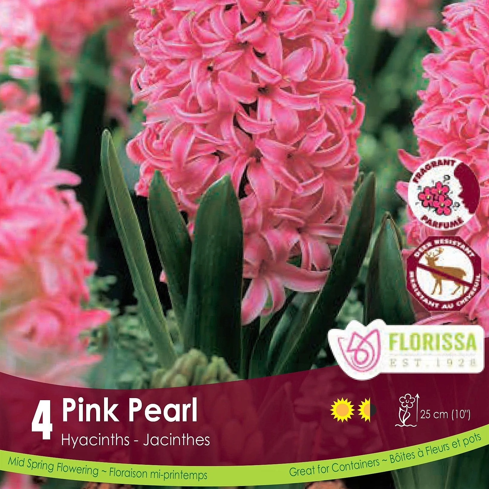 Hyacinth - Pink Pearl, 4 Pack