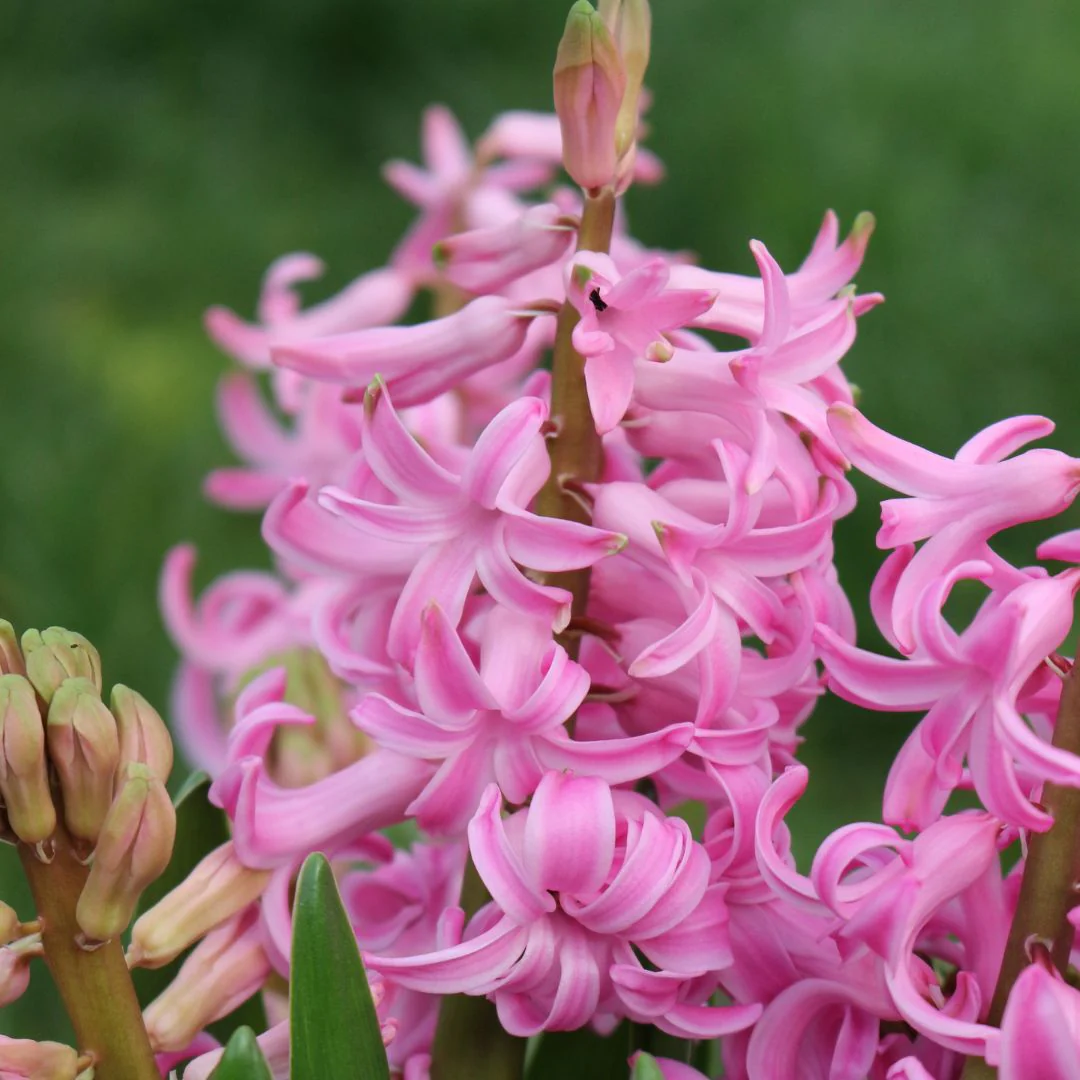 Hyacinth - Pink Pearl, 4 Pack - Image 2