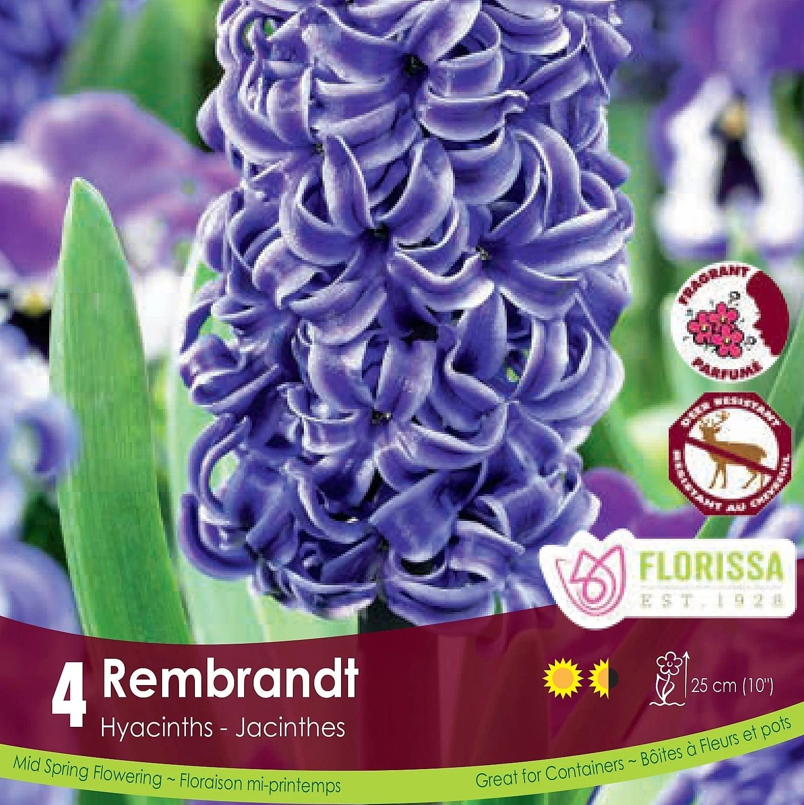 Hyacinth - Rembrandt, 4 Pack