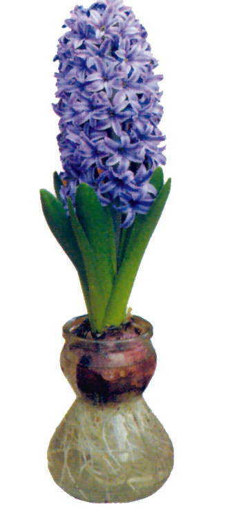 Hyacinths - With Glass Kit - Image 2