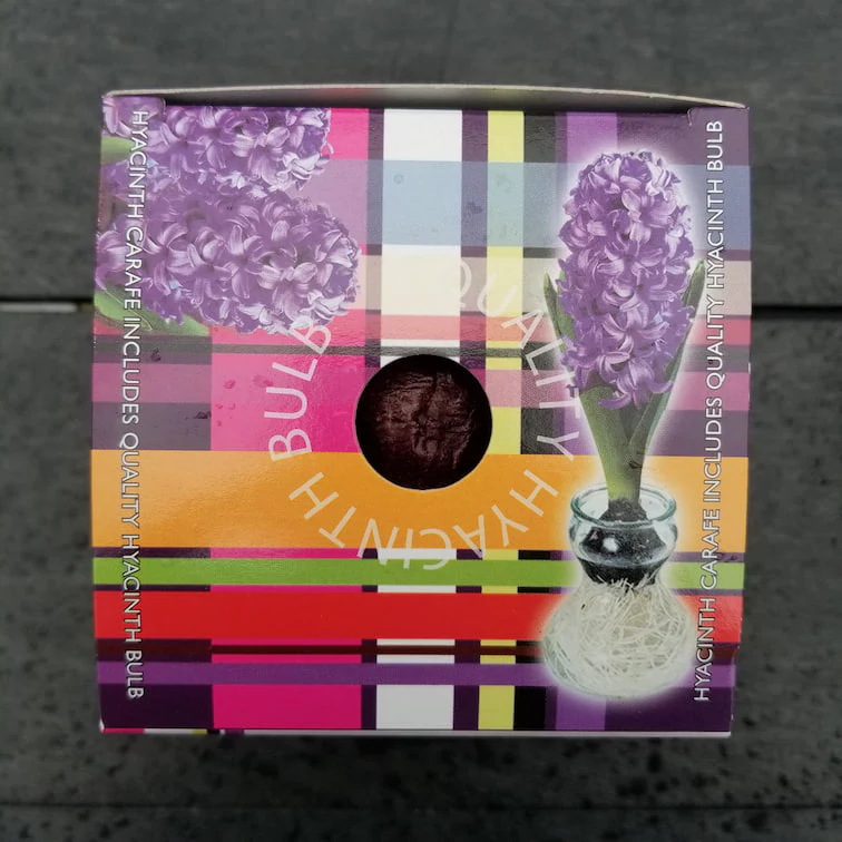 Hyacinths - With Glass Kit - Image 4