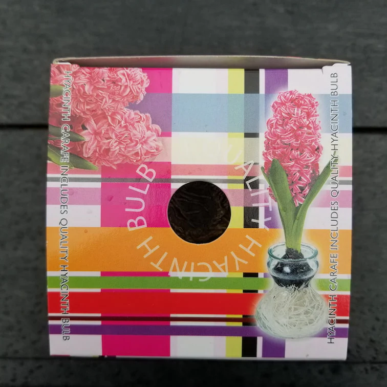 Hyacinths - With Glass Kit - Image 6