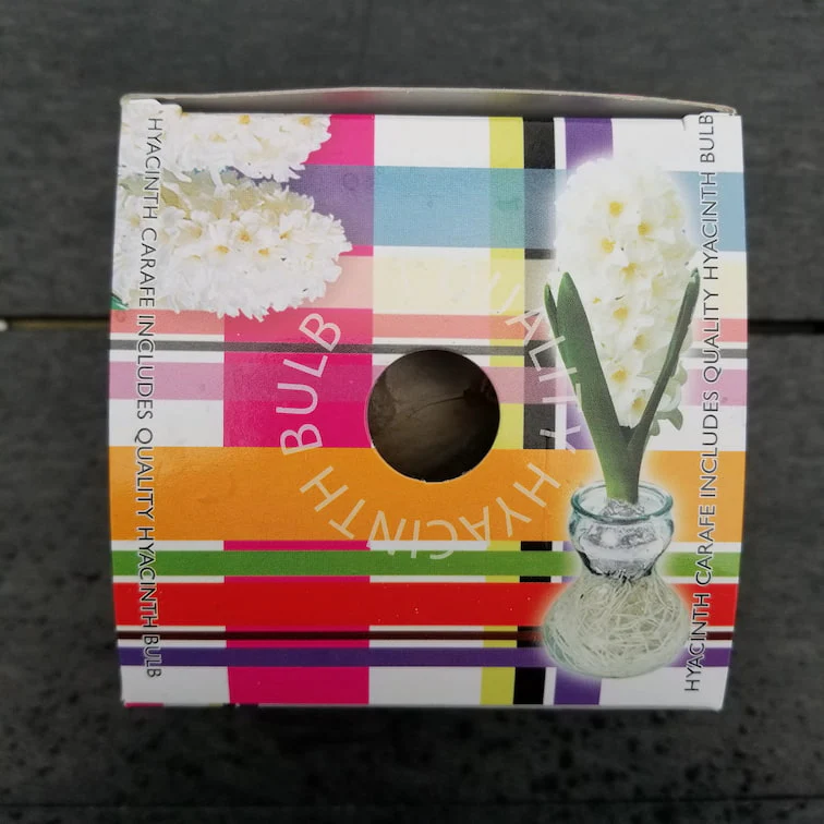 Hyacinths - With Glass Kit - Image 8