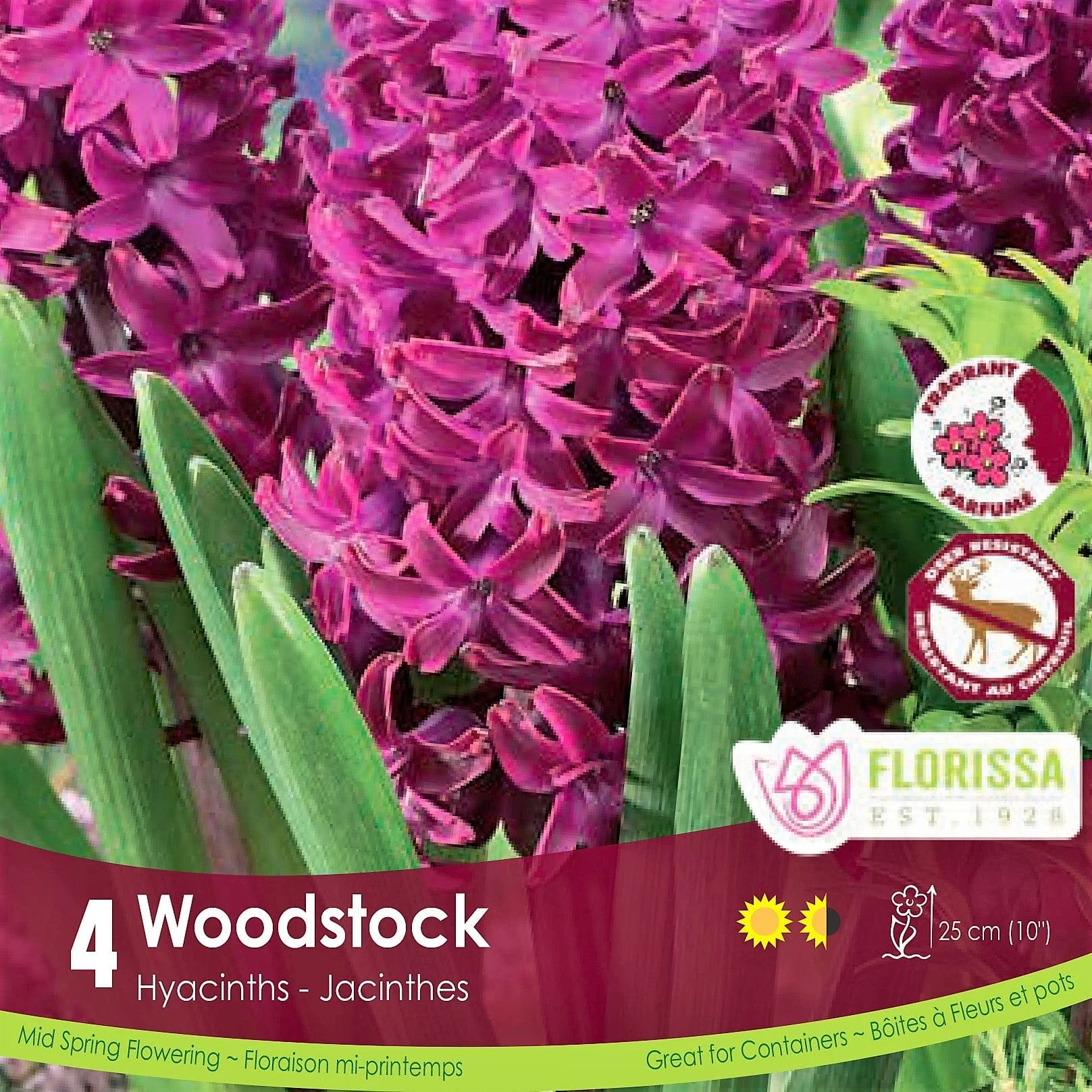 Hyacinth - Woodstock, 4 Pack