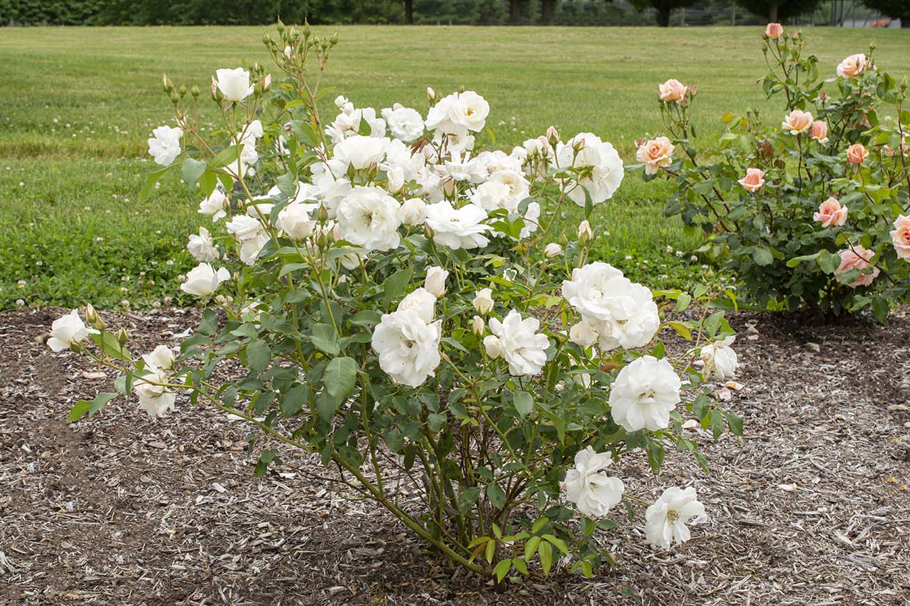 Iceberg - Kordes® Roses - Image 2
